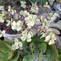雅楽の舞,多肉植物,多肉植物の紅葉,斑入り好き♡の画像