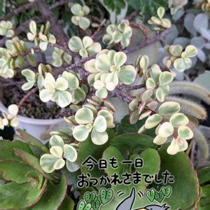 雅楽の舞,多肉植物,多肉植物の紅葉,斑入り好き♡の画像