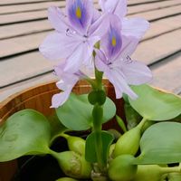 ホテイアオイ,布袋葵．,多年草,帰化植物,一日花の画像