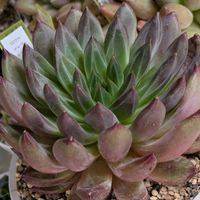 多肉植物,葉挿し,多肉寄せ植え,実生苗,葉挿しっ子の画像