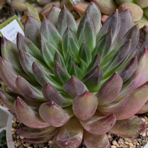 多肉植物,葉挿し,多肉寄せ植え,実生苗,葉挿しっ子の画像