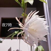 月下美人,花のある暮らし,香りフェチ,おうち園芸の画像