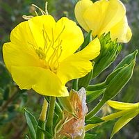 マツヨイグサ,ヒルガオ,アレチヌスビトハギ,ひるがお,マツヨイグサ/月見草の画像