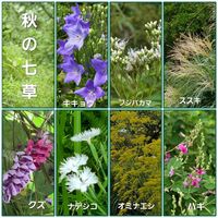 オミナエシ,キキョウ,クズ,ススキ,ナデシコの画像