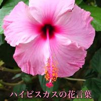 ハイビスカス,タビビトノキ,元気！,バラ・ミニバラ,ばら バラ 薔薇の画像