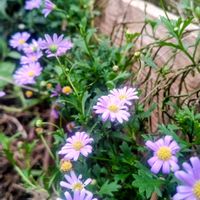 ブラキカム,放置栽培,お花のある暮らし,庭に咲くお花たちの画像