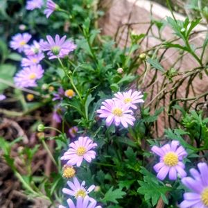 ブラキカム,放置栽培,お花のある暮らし,庭に咲くお花たちの画像