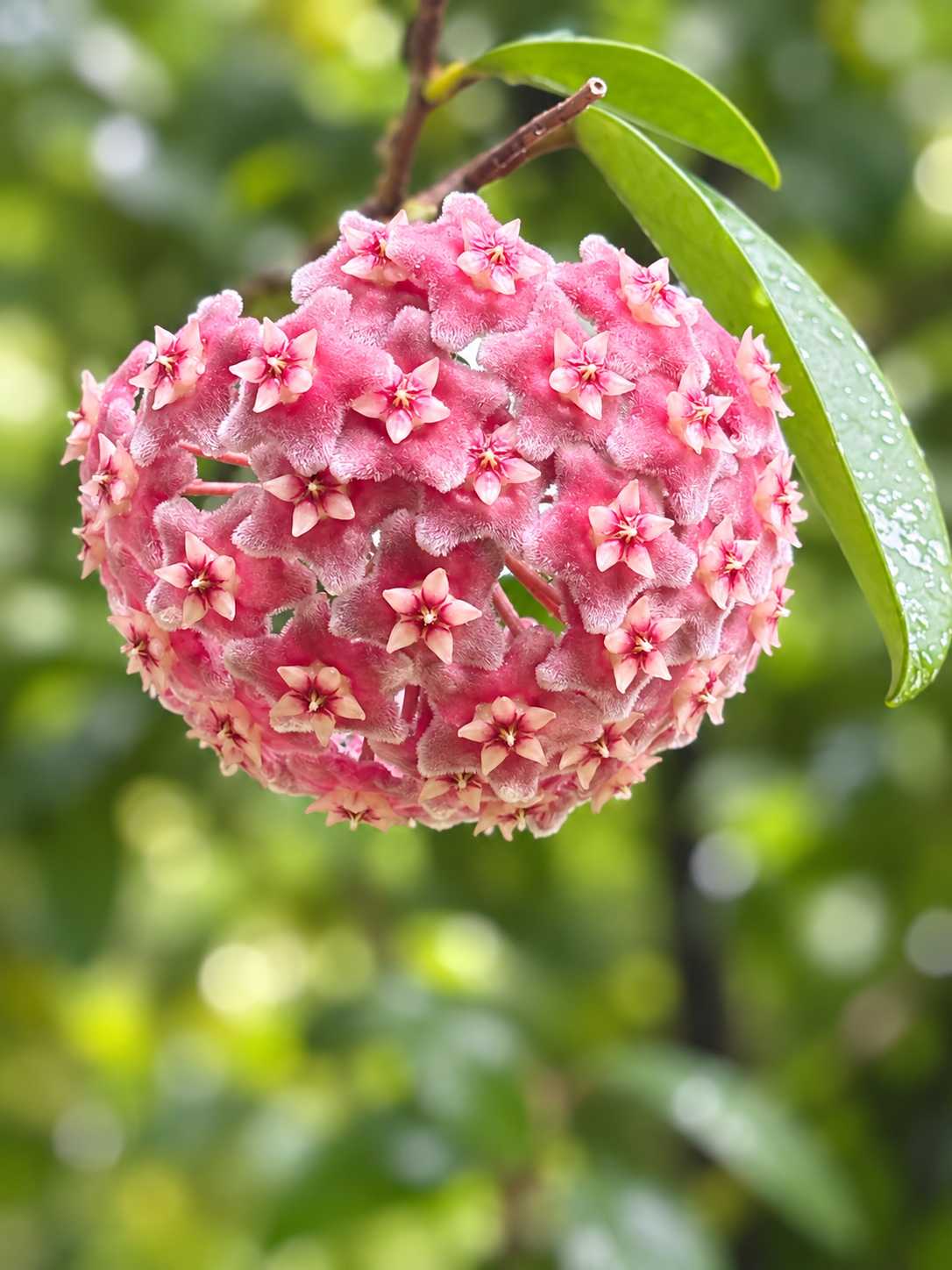 4月8日のお花はホヤ・カルノーサ(サクララン)｜🍀GreenSnap（グリーン