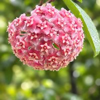 ホヤ・カルノーサ,花のある暮らし,沖縄,おうち園芸,ピンクワールドへ ようこその画像
