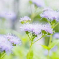 西洋フジバカマ,かわいいな♡,秋の花,植物のある暮らし,植中毒の画像