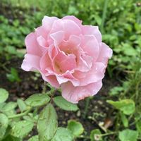 ジギタリス,花のある暮らし,GSのみなさんに感謝♡,ありがとう♡,バラのある暮らしの画像