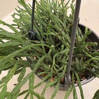 リプサリス,観葉植物,教えて下さい！,おはようの画像