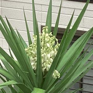 ユッカの花,ガーデニング,ウッドデッキ,緑が鮮やか,秋よ来い‼️の画像