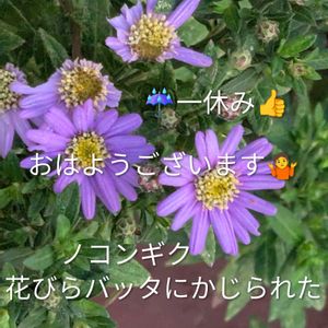 ナス,作東の朝日,友人のpicの画像