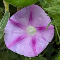 ブルースター,ピンクの筋入り朝顔,薄紫の朝顔,車庫の屋根の下で増殖中,美しい花の画像