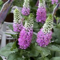 ベロニカ,ベロニカ・ファーストラブ,ファーストラブ,ピンクのお花,平和を願う☆の画像