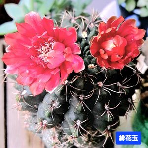サボテン,緋花玉,ギムノカリキウム　緋花玉,ダイソー,植物男子ベランダーの画像