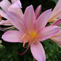 ナツズイセン,ナツズイセン,我が家のお花たち,庭の画像