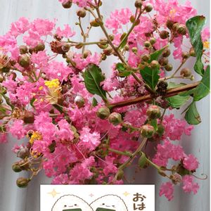 サルスベリ,地植え,ピンク色の花,あっ木曜日,木曜日は木に咲く花の画像