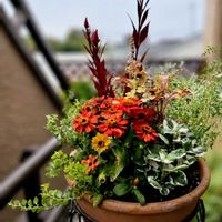 ケイトウ,秋の寄せ植え,ジニアプロフュージョン,ジニア（百日草）,ユーフォルビア ダイアモンド・フロストの画像