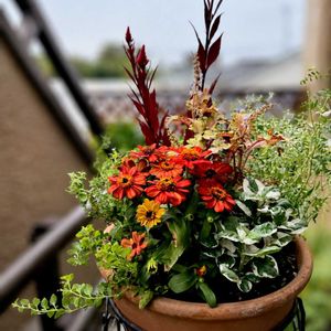 ケイトウ,秋の寄せ植え,ジニアプロフュージョン,ジニア（百日草）,ユーフォルビア ダイアモンド・フロストの画像