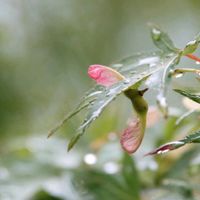 キノコ,キノコ,イロハモミジ,イロハモミジ,サンゴジュの画像