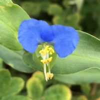 ツユクサ,露草,山野草,花のある暮らし,緑のある暮らしの画像
