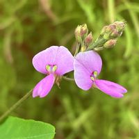 オリヅルラン,ヒポエステス,アレチヌスビトハギ,ツルボの蕾,切り花の画像