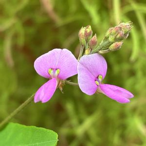 オリヅルラン,ヒポエステス,アレチヌスビトハギ,ツルボの蕾,切り花の画像