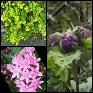 八重ムクゲ,地植え,花のある暮らし,小さい花壇,斑入りバコパ♪の画像