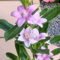 サザンクロス,庭の花,花のある暮らし,小庭,植物大好きの画像