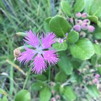 カワラナデシコ,名前を教えてください。,お散歩コース,木曜日は桃色の画像