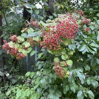 ガマズミ,アオハダ,ガマズミ の実,ガマズミ の実,アオハダの実の画像