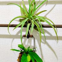 エアプランツ,観葉植物,100均,100円ショップ,花のある暮らしの画像