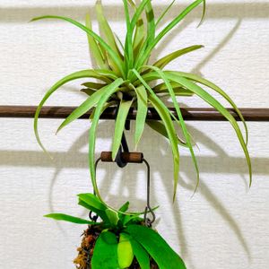 エアプランツ,観葉植物,100均,100円ショップ,花のある暮らしの画像