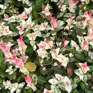 ハツユキカズラ（初雪カズラ),地植え,花が好き,無農薬❤家庭菜園,野菜が好きの画像