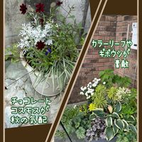 チョコレートコスモス,カラーリーフ,秋色の寄せ植え,お出かけ先の,玄関アプローチの画像