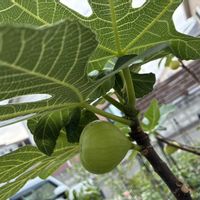 イチジク,ガーデニング,家庭菜園,庭の画像
