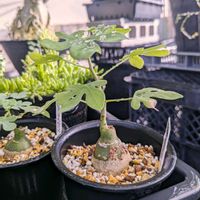 アデニア・グラウカ,多肉植物,塊根植物,成長記録,コーデックスの画像