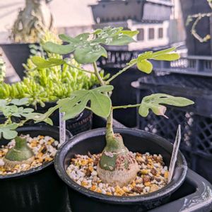 アデニア・グラウカ,多肉植物,塊根植物,成長記録,コーデックスの画像