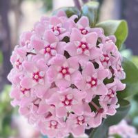 ホヤ・カルノーサ・コンパクタ,ホヤ♡,多肉植物,観葉植物,ガーデニングの画像