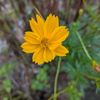 キバナコスモスの画像
