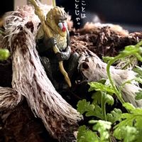 トキワシノブ,常盤しのぶ,しのぶさん,シダ植物,ライオンキングの画像