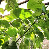 ウンベラータ,ウンベラータ,鉢植えの画像