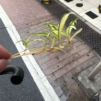 オリヅルランの画像