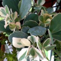 胡蝶の舞,多肉植物,斑入り。,斑入りの葉っぱの画像