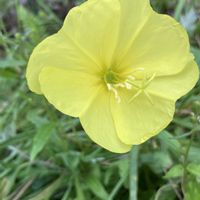 オシロイバナ,オシロイバナ,小菊,小菊,ミニひまわりの画像