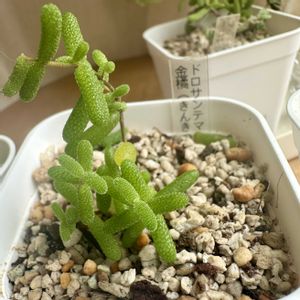 ドロサンテマム　金橘,多肉植物,多肉棚,ドロサンテマム ,多肉植物の夏越しの画像