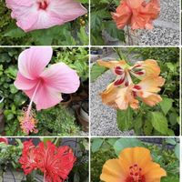 ハイビスカス,ハイビスカス,ハイビスカス  オレンジ・フラミンゴ,ハイビスカス オレンジフラミンゴ,ハイビスカス 風鈴仏桑華の画像