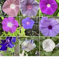 朝顔,朝顔,朝顔 紺条斑点絞り,朝顔 紺条斑点絞り,朝顔 八房の画像